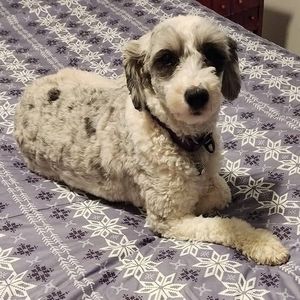 Meet your Posher, Sharon